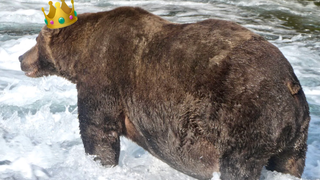All Hail 747, Your Hefty Fat Bear Champion of 2020